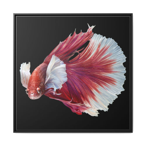 Betta Fish Matte Canvas Print — Framed Tropical Fish Wall Art