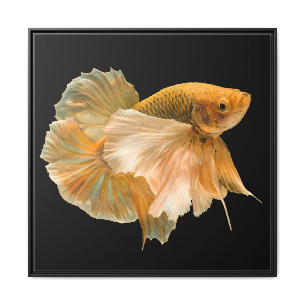 Framed Matte Canvas - Golden Betta Fish Wall Art